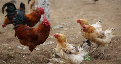区别散养鸡和速成鸡的方法