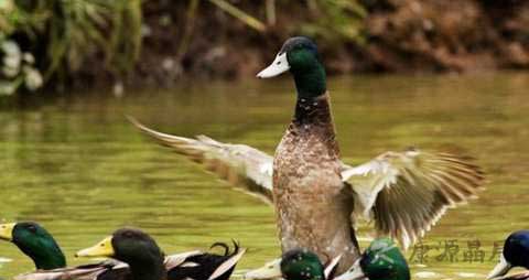 野鸭的营养价值_吃野鸭的好处