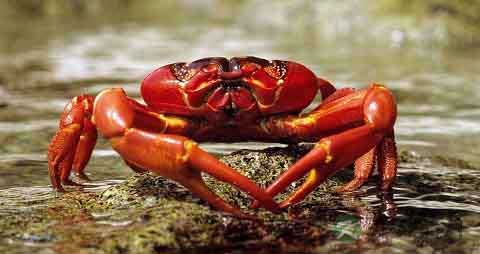 红蟹的营养价值_吃红蟹的好处 红蟹的营养价值_吃红蟹的好处