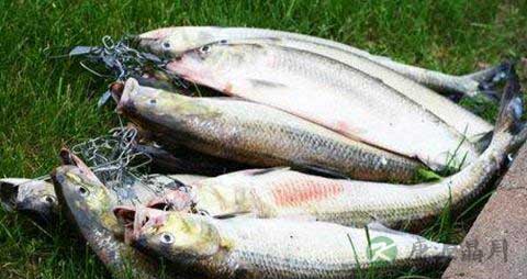 做清蒸鲥鱼为什么不去鱼鳞