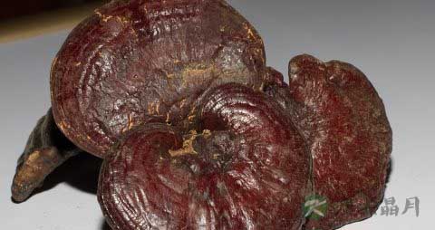 灵芝可以和什么煲汤