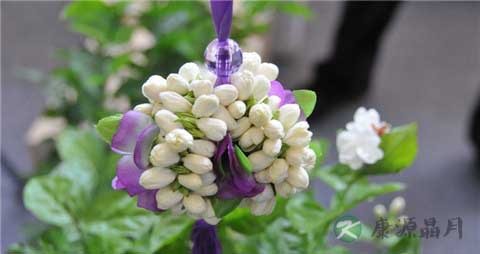 茉莉花茶的营养价值_吃茉莉花茶的好处