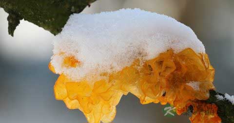 木耳需要焯水吗