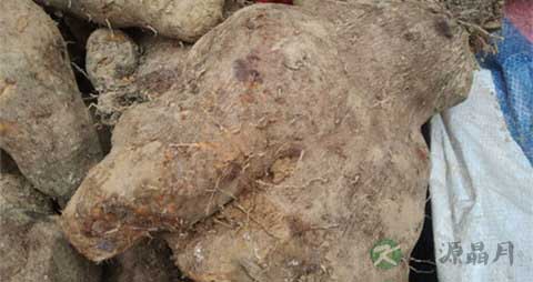 脚板薯的吃法_哪些人不能吃脚板薯