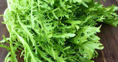 苦苣的吃法_哪些人不能吃苦苣