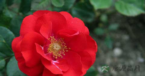 红花的营养价值_吃红花的好处