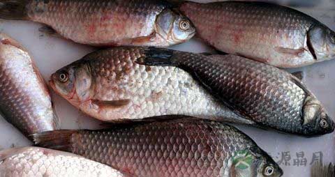 孕妇可以吃秋刀鱼吗