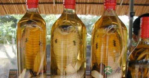 五步蛇泡酒配方 五步蛇泡酒配方