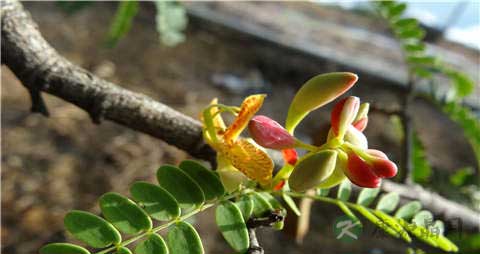 酸角的吃法_哪些人不能吃酸角