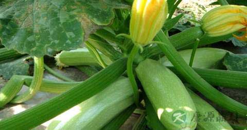 茭瓜的营养价值_吃茭瓜的好处