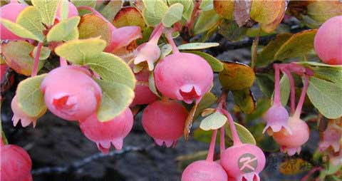 蔓越莓和越橘有什么区别