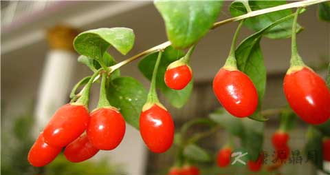 枸杞每天吃多少粒合适