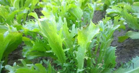 苦苣芽的吃法_哪些人不能吃苦苣芽