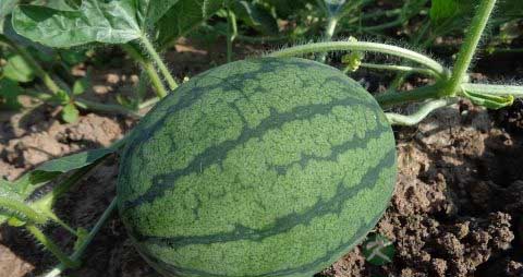 西瓜皮煮水的功效 西瓜皮煮水的功效