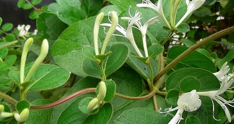 金银花茶的营养价值_吃金银花茶的好处