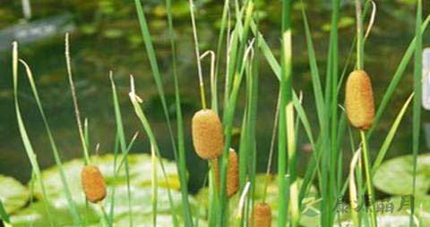 香蒲的营养价值_吃香蒲的好处 香蒲的营养价值_吃香蒲的好处