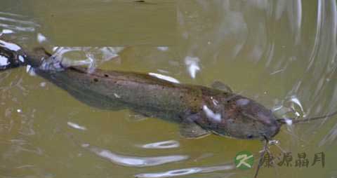 塘鲺的营养价值_吃塘鲺的好处 塘鲺的营养价值_吃塘鲺的好处