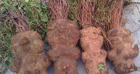 首乌的吃法_哪些人不能吃首乌