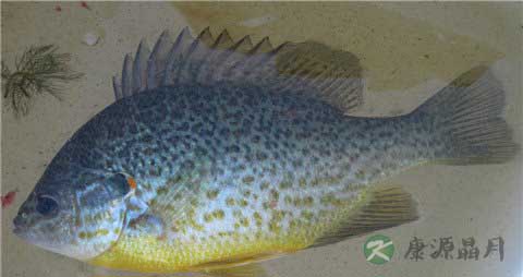 太阳鱼的营养价值_吃太阳鱼的好处