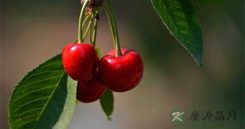 车厘子的功效与禁忌 车厘子的功效与禁忌