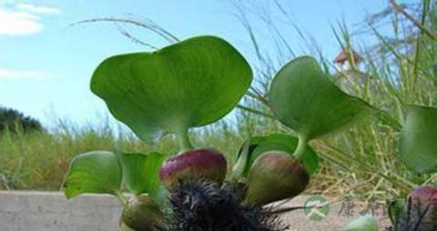 水葫芦的营养价值_吃水葫芦的好处