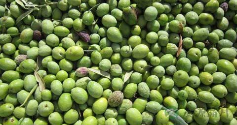 橄榄能泡酒吗 橄榄能泡酒吗