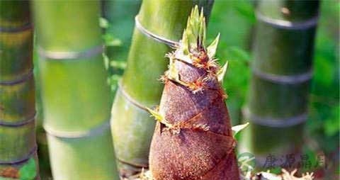 毛竹笋的吃法_哪些人不能吃毛竹笋 毛竹笋的吃法_哪些人不能吃毛竹笋