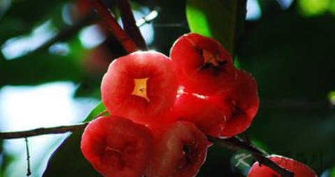 甜蒲桃的营养价值_吃甜蒲桃的好处