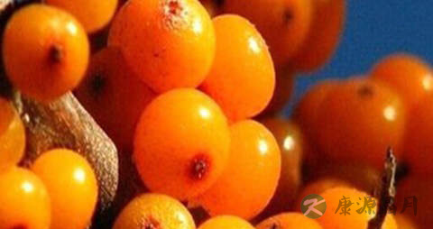 醋柳果的营养价值_吃醋柳果的好处