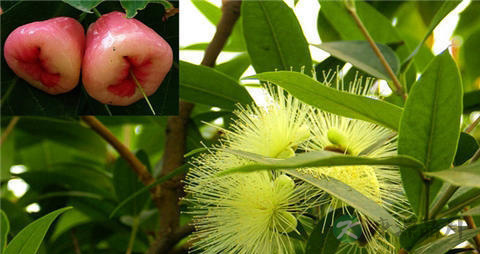 水蒲桃的营养价值_吃水蒲桃的好处