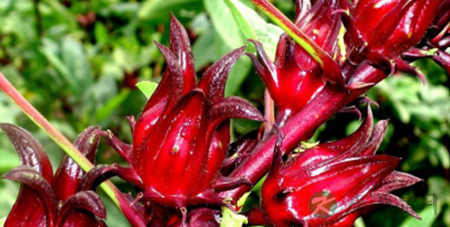 洛神花的营养价值_吃洛神花的好处