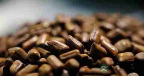 决明子的营养价值_吃决明子的好处