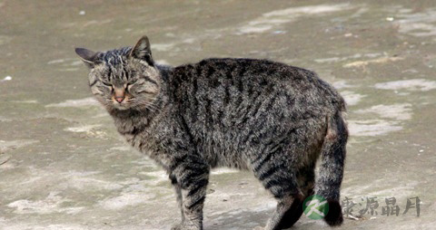 猫肉的吃法_哪些人不能吃猫肉