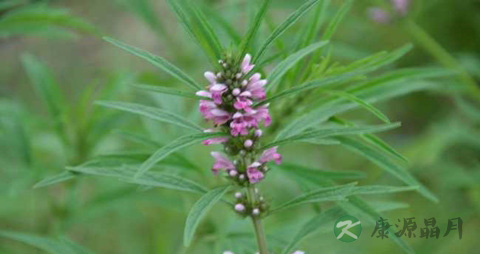益母草的吃法_哪些人不能吃益母草