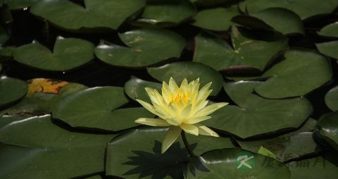 过夜的荷叶茶能喝吗