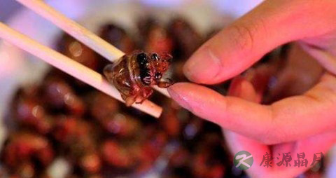 知了猴变黑了还能吃吗 知了猴变黑了还能吃吗