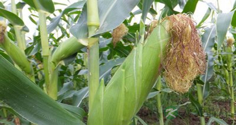 玉米面的营养价值_吃玉米面的好处