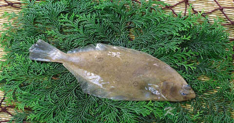 片口鱼的营养价值_吃片口鱼的好处 片口鱼的营养价值_吃片口鱼的好处