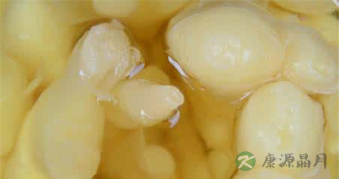 仔姜要怎么做才不苦