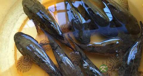 塘鳢鱼的营养价值_吃塘鳢鱼的好处