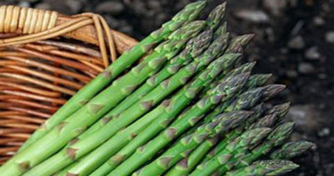 石刁柏的营养价值_吃石刁柏的好处