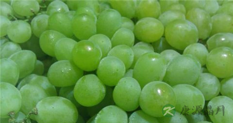 青提的吃法_哪些人不能吃青提