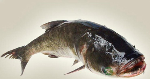 大头鱼的吃法_哪些人不能吃大头鱼