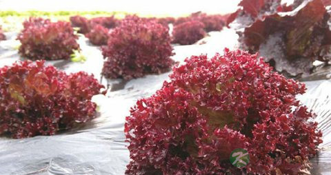 紫叶生菜的营养价值_吃紫叶生菜的好处