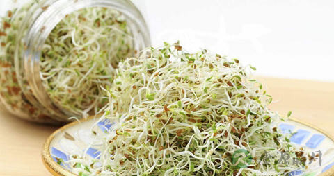苜蓿芽怎么吃最安全 苜蓿芽怎么吃最安全