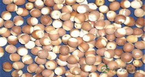 芡实米的营养价值_吃芡实米的好处