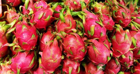 火龙果皮能吃吗