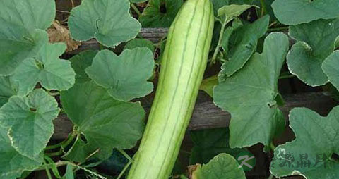 越瓜的吃法_哪些人不能吃越瓜