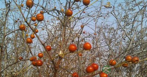 野山枣的吃法_哪些人不能吃野山枣