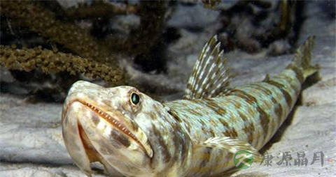 蛇鲻的营养价值_吃蛇鲻的好处